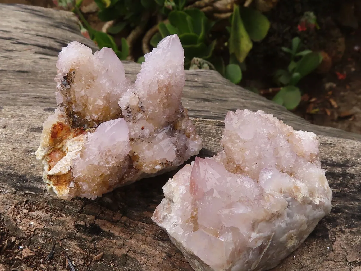 Natural Pale Spirit Ametrine Quartz Clusters x 6 From Boekenhouthoek, South Africa