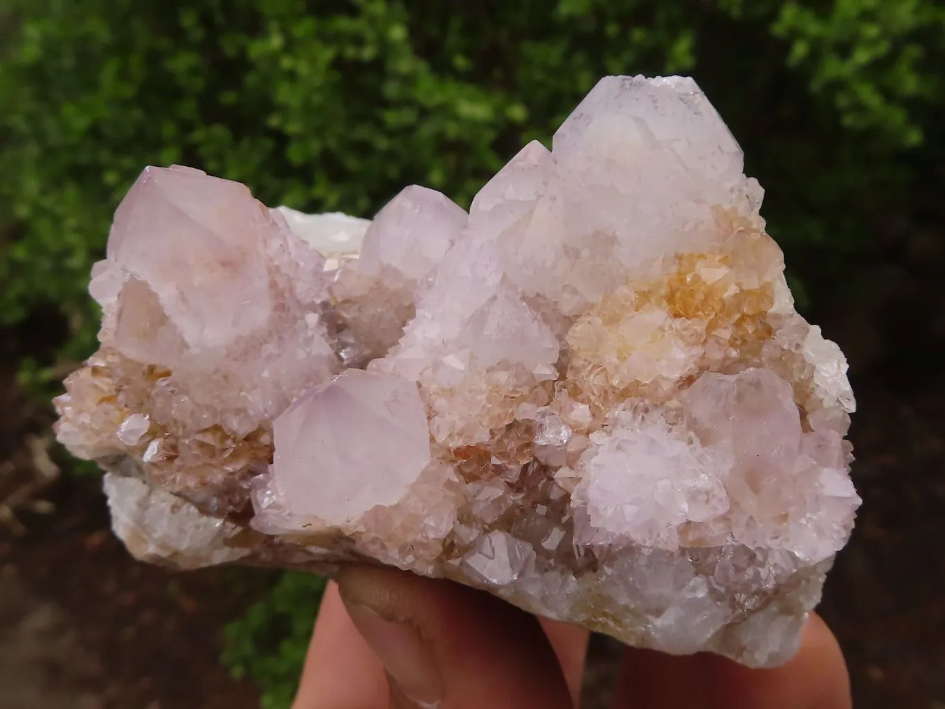 Natural Pale Spirit Ametrine Quartz Clusters x 6 From Boekenhouthoek, South Africa