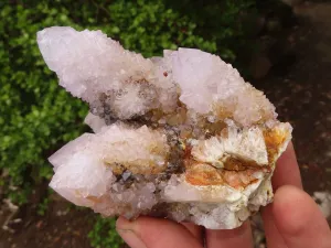 Natural Pale Spirit Ametrine Quartz Clusters x 6 From Boekenhouthoek, South Africa