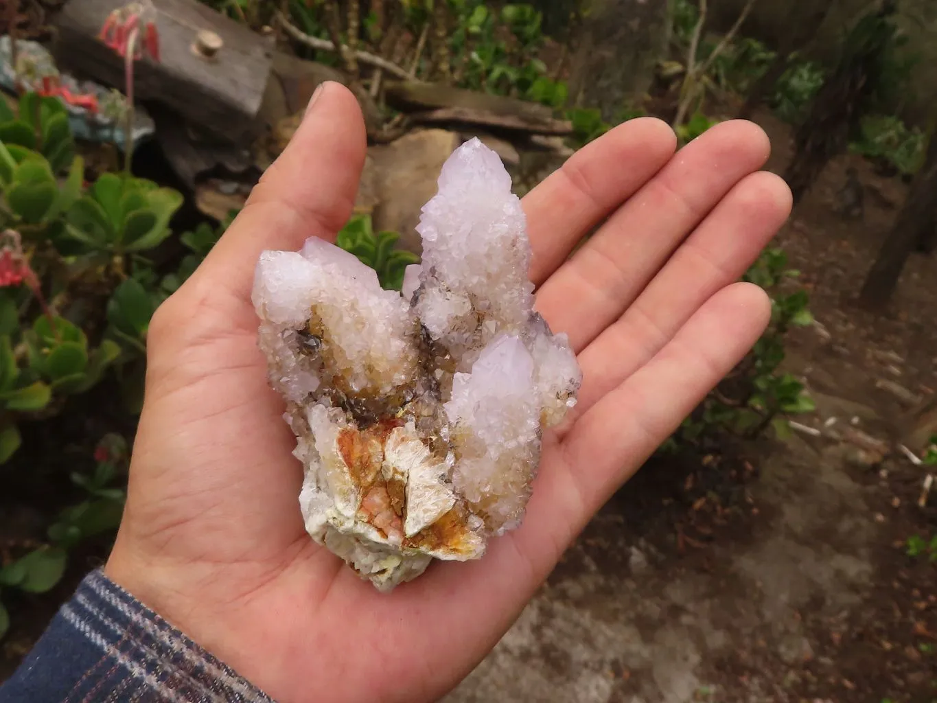 Natural Pale Spirit Ametrine Quartz Clusters x 6 From Boekenhouthoek, South Africa