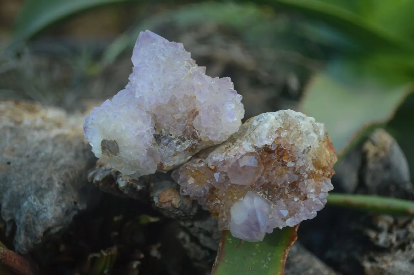 Natural Small Mixed Spirit Amethyst / Ametrine Specimens x 24 From Boekenhouthoek, South Africa