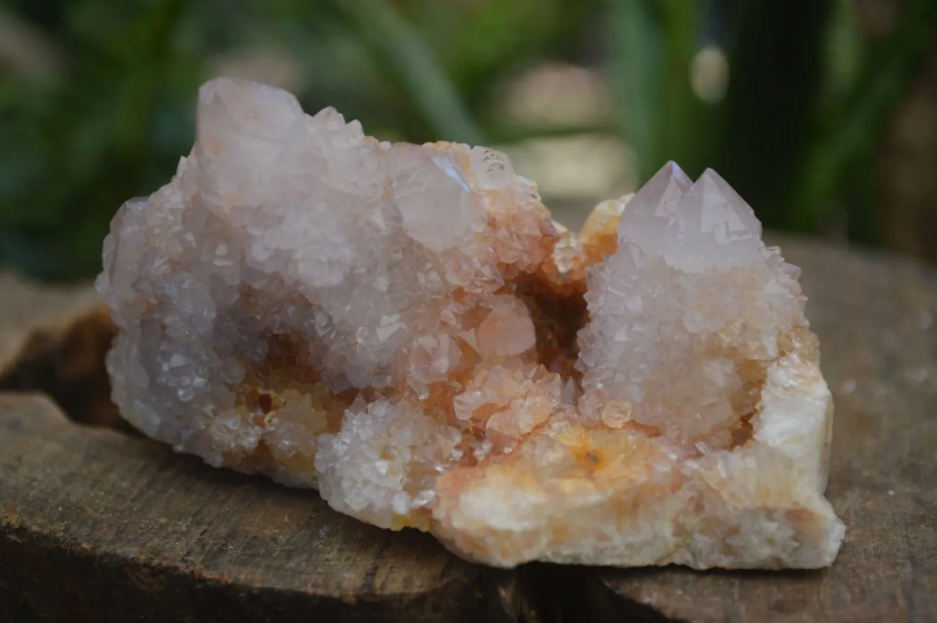 Natural Spirit Amethyst / Ametrine Quartz Clusters x 6 From Boekenhouthoek, South Africa