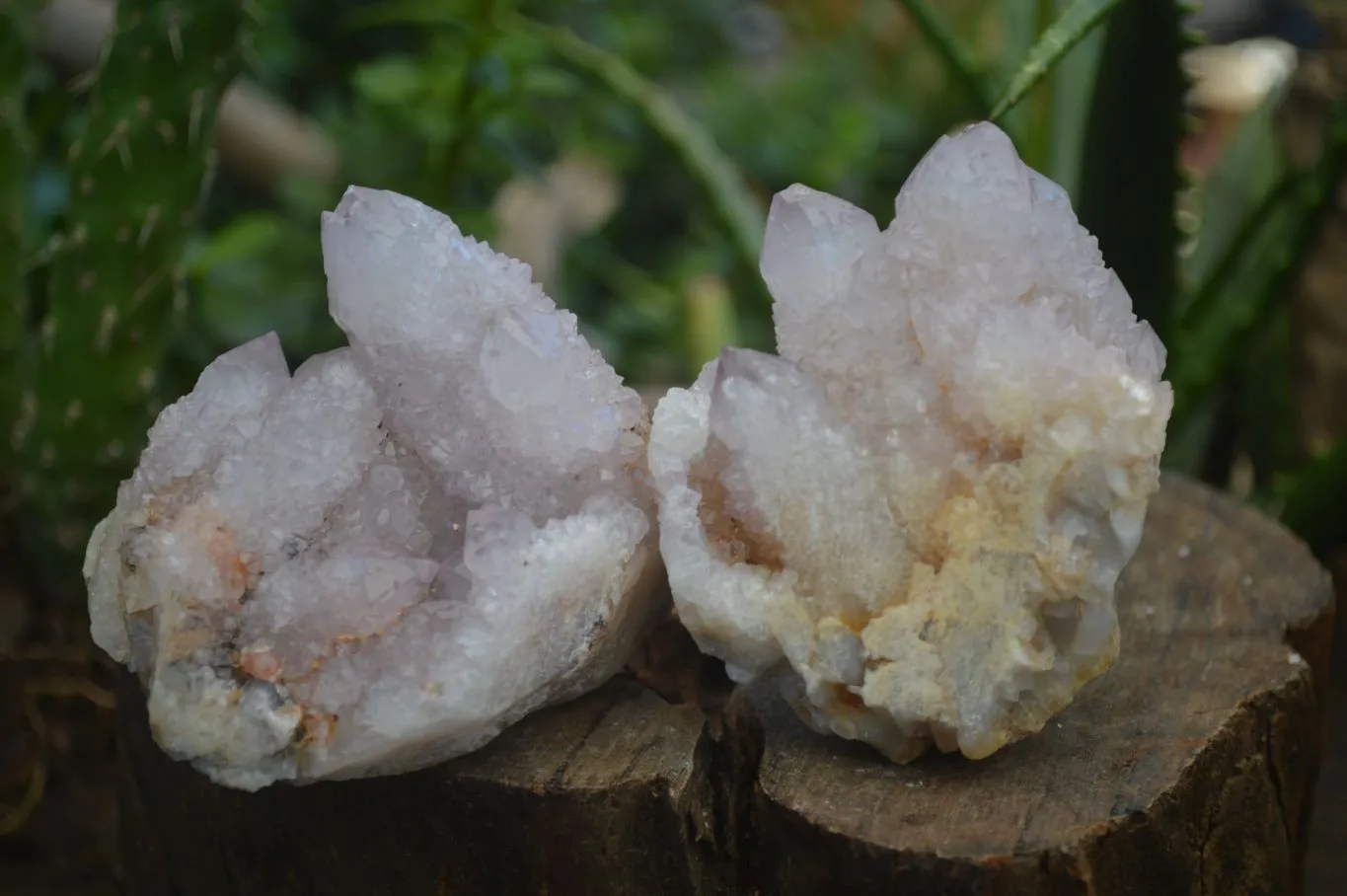 Natural Spirit Amethyst / Ametrine Quartz Clusters x 6 From Boekenhouthoek, South Africa