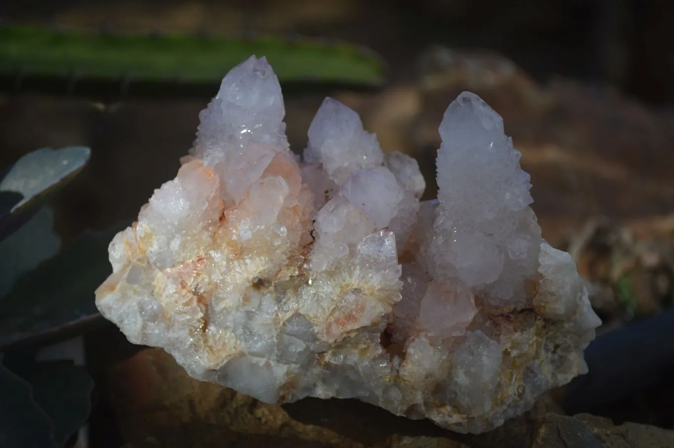 Natural Spirit Amethyst / Ametrine Quartz Clusters x 6 From Boekenhouthoek, South Africa